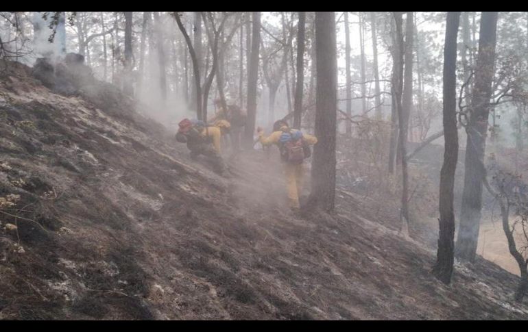 Los detenidos habrían provocado un incendio forestal en Tala. ESPECIAL