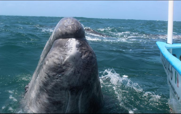 Earth Species Project, es una organización si fines de lucro para implementar el lenguaje no humano. NTX/ARCHIVO