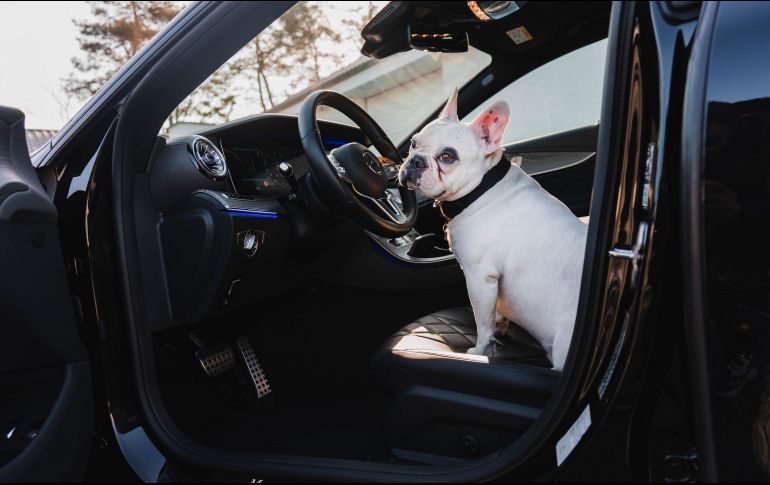 El perro fue entregado a un amigo del conductor mientras éste salda su deuda con la justicia. ESPECIAL/Foto de Jeppe Mønster en Unsplash