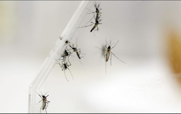 La enfermedad por chikungunya se ha detectado en las Américas desde finales de 2013, según datos de la OMS. EFE/Archivo