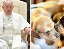 Papa Francisco criticó a las parejas que tienen mascotas en lugar de hijos. ESPECIAL