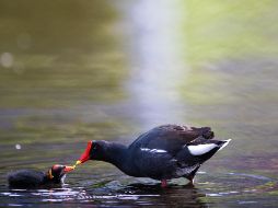 Ayudaba a patitos a cruzar la calle y muere atropellado en California. EFE/ A. COELHO