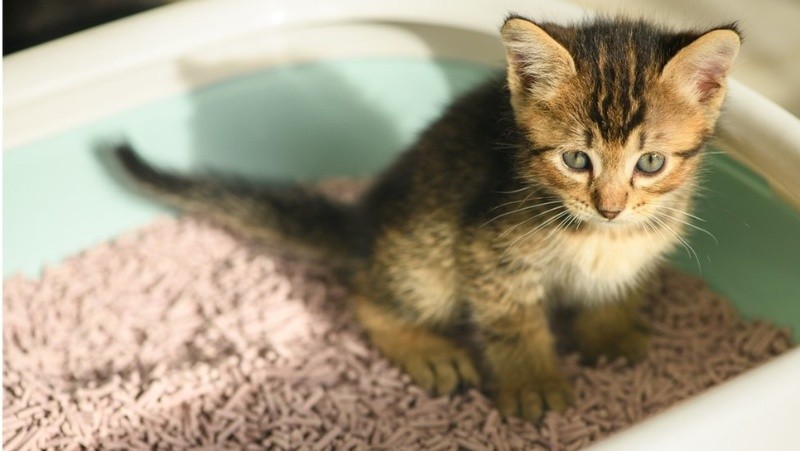 Coloca la caja con arena del gato lejos de la cocina o la despensa. GETTY IMAGES