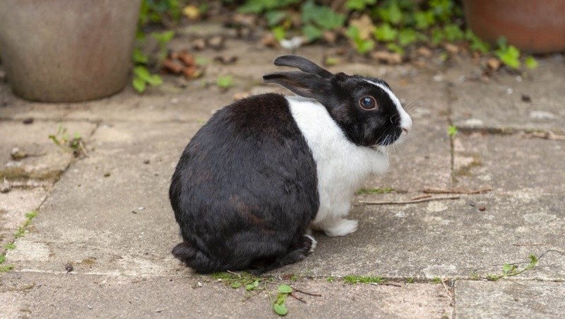 En los espacios exteriores es donde las mascotas entran en contacto con los animales salvajes. GETTY IMAGES