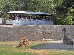 Explican que la promoción aplica en el Paquete Guadazoo, y es válida para todos los niños que asistan con su playera del equipo a partir del martes 30 de Mayo 2023 si el equipo gana el título. EL INFORMADOR / ARCHIVO