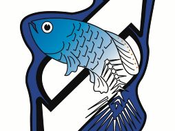 En México tenemos un caso exitoso que vale la pena resaltar: el del picote de tequila (Zoogoneticus tequila). ESPECIAL/M.Vinagrillo