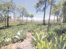 La lechuguilla crece entre las sombras de los árboles, rocas y desniveles en el horizonte de la sierra de Mixtlán. EL INFORMADOR/F. González