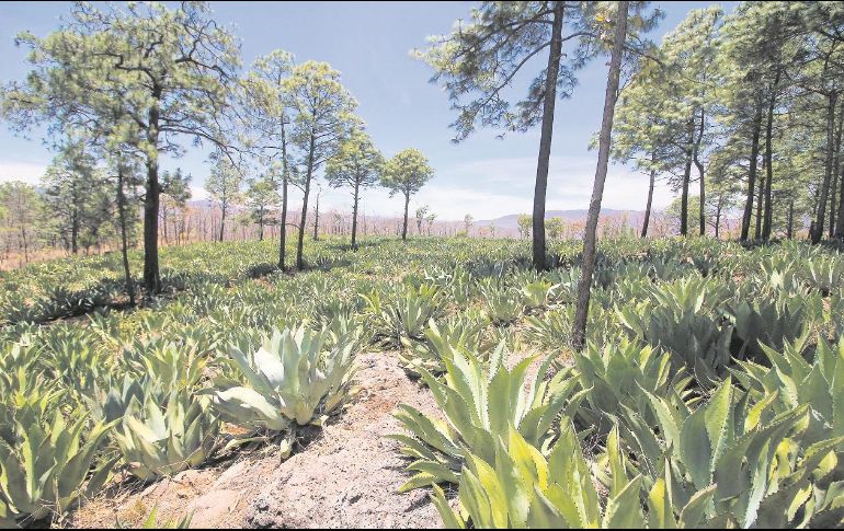 La lechuguilla crece entre las sombras de los árboles, rocas y desniveles en el horizonte de la sierra de Mixtlán. EL INFORMADOR/F. González