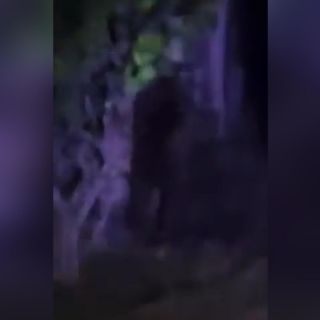 ¡Gorila suelto! Alertan en Hidalgo por presencia de un ejemplar que se encuentra extraviado