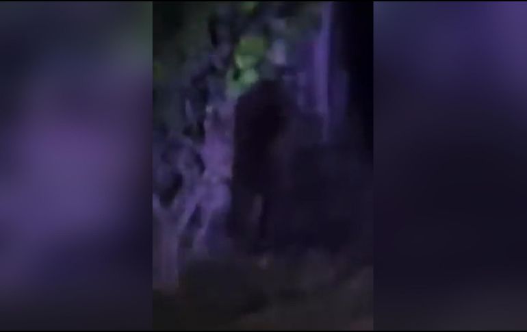 La alcaldía de Villa de Tezontepec puso a disposición el número de Protección Civil o el de emergencias, para atender los reportes en caso de que sea visto el gorila en las calles. TWITTER