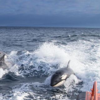 ¡De terror! Gladis, la orca que está enseñando a otras ballenas a derribar barcos