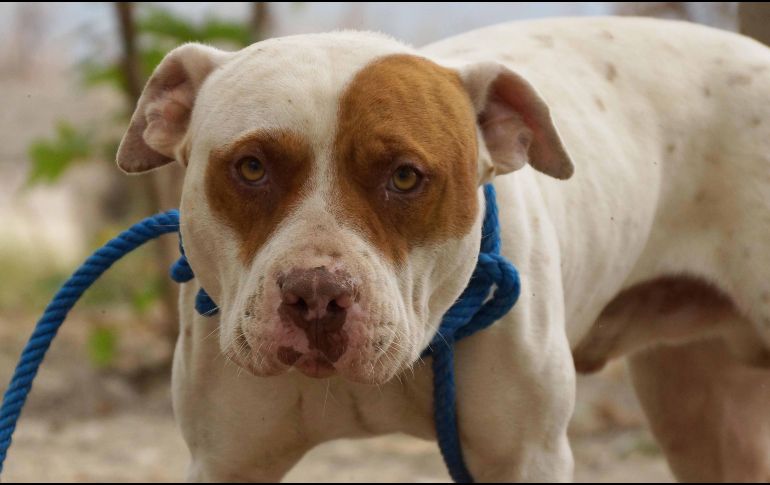 El perro, de entre seis y ocho meses de edad, según la necropsia, no murió después de que fue arrojado al recipiente donde el dueño de la carnicería prepara chicharrón. SUN / ARCHIVO