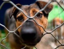 Roberto había adoptado a “Scooby” en un refugio de animales, recuerda su madre que lo rescataron de ser sacrificado por la dependencia y desde entonces es parte de su familia. AFP / ARCHIVO