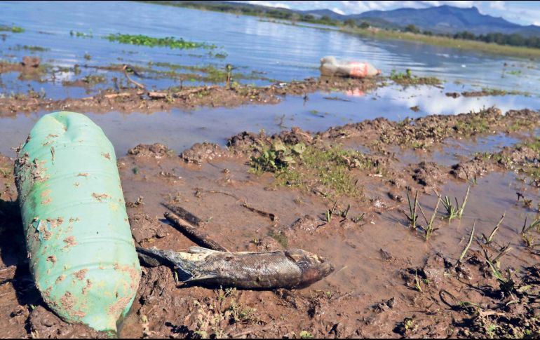 La Tierra esta en peligro, por ende la humanidad también. SUNL/EELG