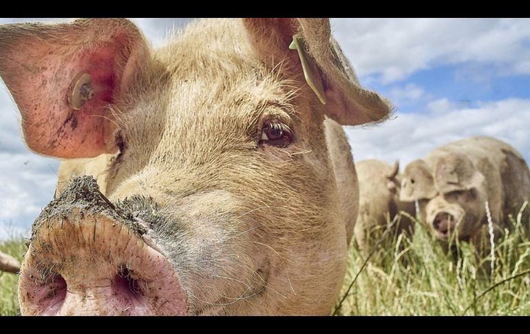 La industria de aviación parece haber encontrado en las grasas de animales una mina para producir combustibles más ecológicos. GETTY IMAGES