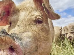 La industria de aviación parece haber encontrado en las grasas de animales una mina para producir combustibles más ecológicos. GETTY IMAGES