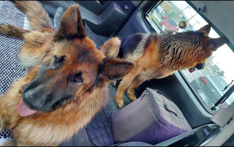 Perrito ayuda a su compañera ciega a caminar a un lado de la carretera. ESPECIAL/ FACEBOOK: Alejandro A. Martinez