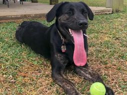 Perra gana el Récord Guinness por tener la lengua más grande del mundo. ESPECIAL/Guiness World Records