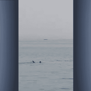 ¡Terrorífico! Turista ruso muere por ataque de tiburón en Egipto (VIDEO)