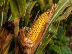 En 2020, el Gobierno de México publicó una prohibición al uso, producción, distribución y comercialización de maíz transgénico, pero este año modificó y sólo prohibió el uso del para consumo humano. EL INFORMADOR / ARCHIVO