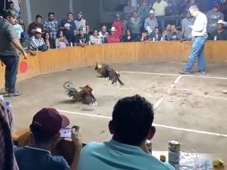 La pelea de gallos donde ocurrió la balacera era clandestina. ESPECIAL
