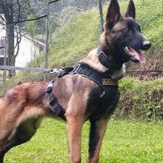 Niños desaparecidos en la selva de Colombia: Wilson, el perro rescatista que al parecer encontró y acompañó a los menores pero ahora está perdido