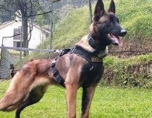 Wilson es halagado como un héroe en Colombia. Twitter/Ejército Nacional de Colombia