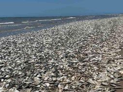 Los bajos niveles de oxígeno disuelto en el agua complicaron la respiración de los peces. ESPECIAL