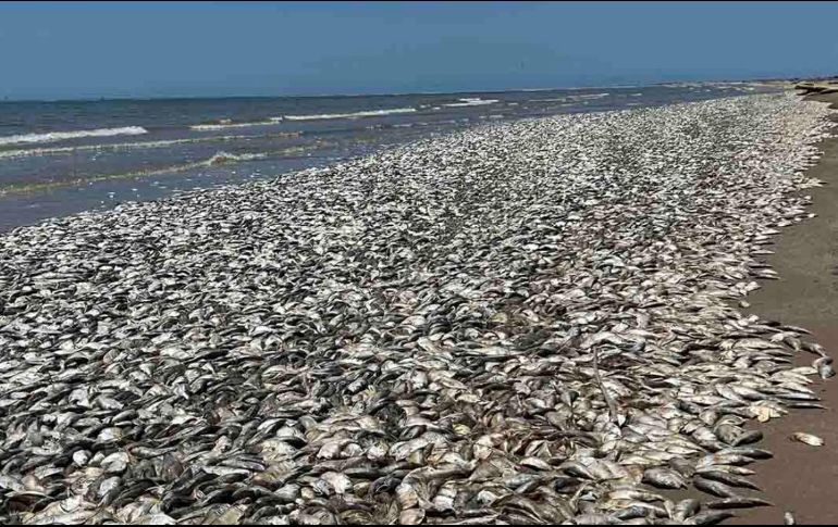 Los bajos niveles de oxígeno disuelto en el agua complicaron la respiración de los peces. ESPECIAL