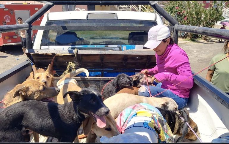 Más de diez perritos fueron rescatados de la escena de pesadila. FACEBOOK/Gobierno de Tala