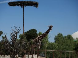 En los últimos días, se pudo ver a la jirafa macho de tres años agachada con sólo la cabeza bajo un pequeño toldo circular que le daba sombra. AP / C. Chávez