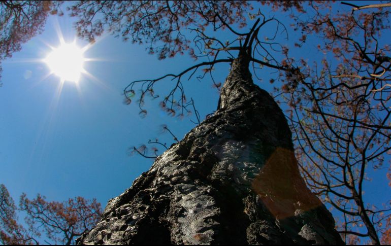 Convierte al sol en tu aliado energético. EFE/F. Guasco