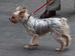 Por la tarde, en Guadalajara se esperan rachas de viento máximas de 30 km/h del oeste y ambiente muy cálido. NTX / ARCHIVO