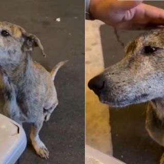 Perrito callejero llora al recibir comida y conmueve a usuarios en redes (VIDEO)