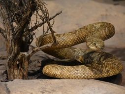 El incremento de las temperaturas provoca que reptiles como las serpientes busquen refugiarse en lugares frescos. Pixabay