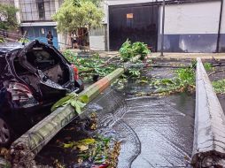 En Morelos y Lope de Vega, en Guadalajara, cayeron un árbol y dos postes de luz. ESPECIAL