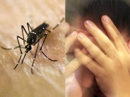 Durante la época de lluvias, los mosquitos proliferan debido al aumento de los criaderos de agua estancada y son comunes enfermedades que transmiten a los humanos gracias a su picadura. ESPECIAL / AFP y EL INFORMADOR