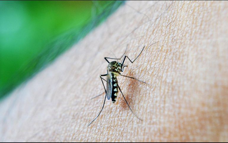 A nivel nacional prevalece el  serotipo 3 del dengue que es más agresivo que los serotipos más comunes, pues la gente tiene hemorragias y es más letal, aunque es curable si es atendido a tiempo. Pixabay