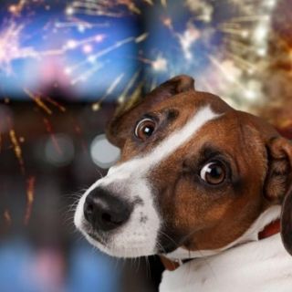 Buscan voluntarios para calmar el estrés de perros y gatos por cuetes del 4 de julio en Estados Unidos