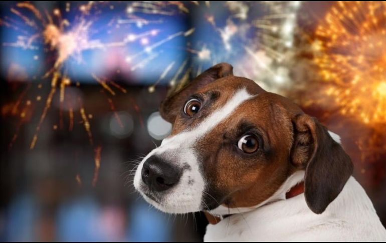 Cada 4 de julio los perros y gatos sufren estrés por los fuegos artificiales. ESPECIAL