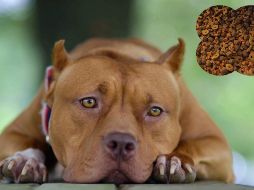 La Profeco realizó un estudio para dar a conocer qué ofrecen diversas marcas de croquetas y no todas dicen la verdad. EL INFORMADOR / AP / ARCHIVO