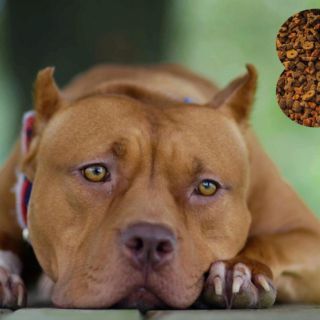 Estas marcas de croquetas para perro fueron reprobadas por mentir