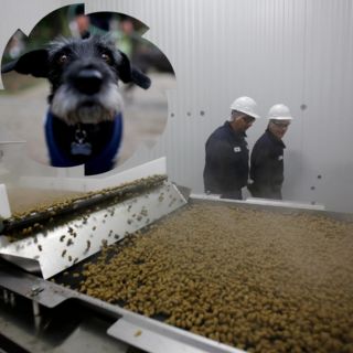 Estas son las croquetas para perro más buenas y su precio, según Profeco