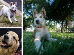 La alimentación de los perros no tiene que ser costosa para sus dueños. EL INFORMADOR / SUN / ARCHIVO