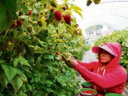 En Jalisco se tienen destinadas más de 10 mil hectáreas al cultivo de las berries: frambuesa, arándano, zarzamora y fresa. EL INFORMADOR