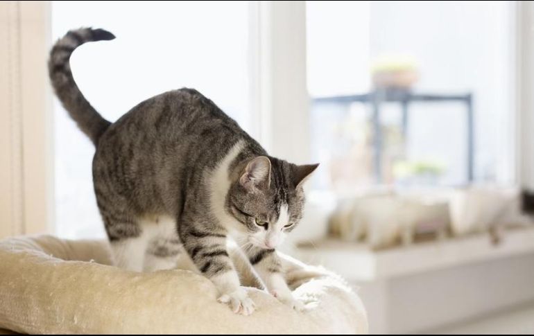 Los gatos mantienen el comportamiento de cachorros hasta la edad adulta. GETTY IMAGES