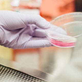 Descubren cómo se vuelve activa la bacteria que provoca el cólera