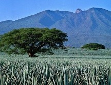 Este paisaje forma parte de la Ruta del Tequila, una de las mejores rutas turísticas de México, comprende 34 mil 658 hectáreas, de los municipios de El Arenal, Amatitán, Tequila, Magdalena y Teuchitlán. CORTESÍA