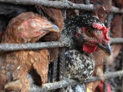 El primer linaje del virus H5N1 de la gripe aviar se identificó en 1996 y desde entonces ha causado varios brotes infecciosos entre aves. EFE / ARCHIVO