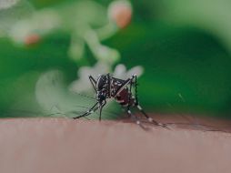 El dengue es un virus que se dispersa con sencillez gracias a la participación del mosquito.ESPECIAL